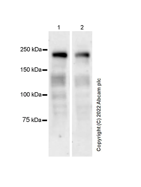 Western blot - Anti-Brd4 antibody [EPR25425-23] (AB289886)