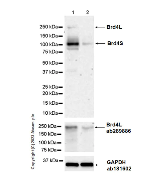 Western blot - Anti-Brd4 antibody [EPR25425-23] (AB289886)