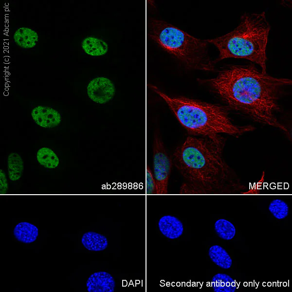 Immunocytochemistry/ Immunofluorescence - Anti-Brd4 antibody [EPR25425-23] - BSA and Azide free (AB289893)