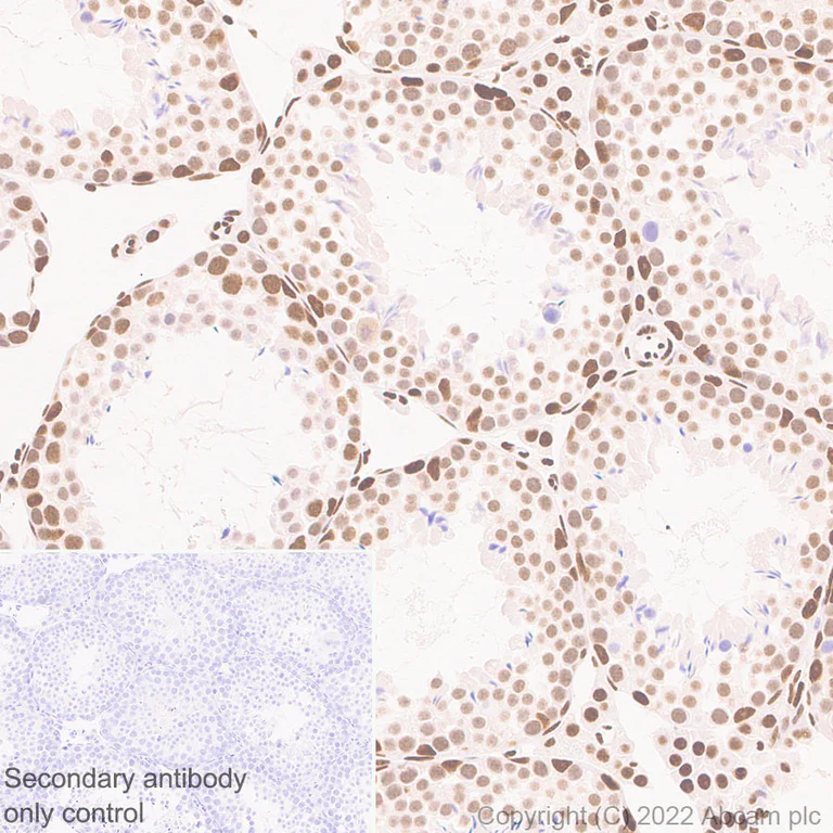 Immunohistochemistry (Formalin/PFA-fixed paraffin-embedded sections) - Anti-Brd4 antibody [EPR25425-23] - BSA and Azide free (AB289893)