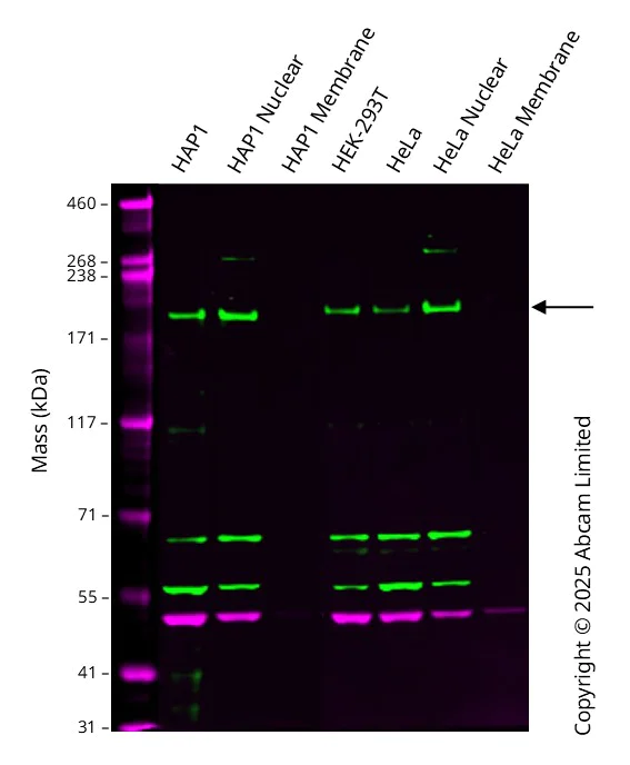 Western blot - Anti-Brd4 antibody [EPR25425-23] - BSA and Azide free (AB289893)