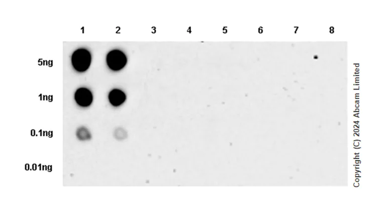 Dot Blot - Anti-Brd4 antibody [EPR29186-23] (AB322063)