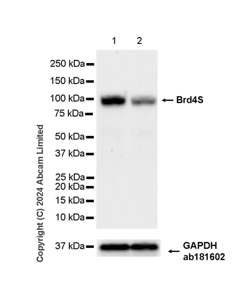 Western blot - Anti-Brd4 antibody [EPR29186-23] (AB322063)