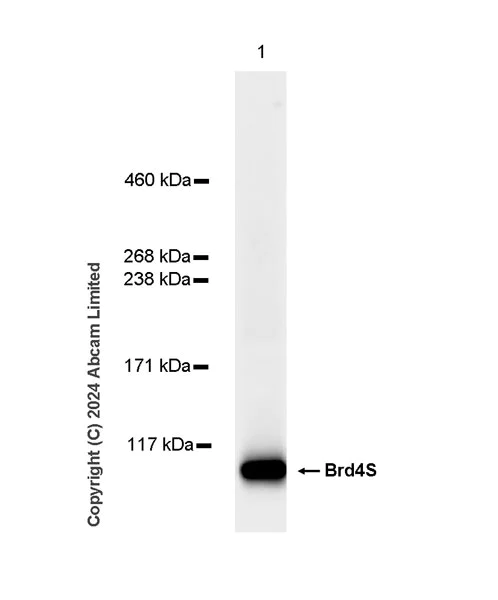 Western blot - Anti-Brd4 antibody [EPR29186-23] (AB322063)
