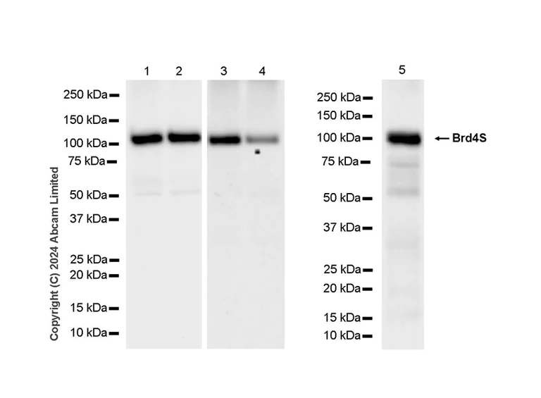 Western blot - Anti-Brd4 antibody [EPR29186-23] (AB322063)