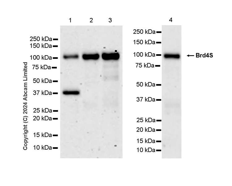 Western blot - Anti-Brd4 antibody [EPR29186-23] (AB322063)