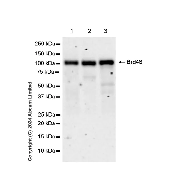 Western blot - Anti-Brd4 antibody [EPR29186-23] (AB322063)