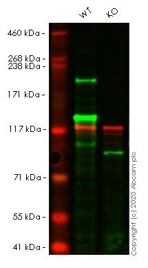 Western blot - Anti-Brd4 antibody [EPR5150(2)] (AB128874), expandable thumbnail