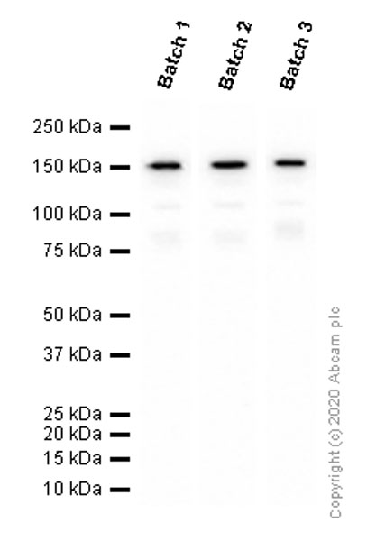 Western blot - Anti-Brd4 antibody [EPR5150(2)] (ab128874), expandable thumbnail