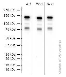 Western blot - Anti-Brd4 antibody [EPR5150(2)] (AB128874)