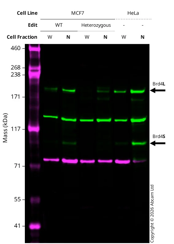 Western blot - Anti-Brd4 antibody [EPR5150(2)] (AB128874)