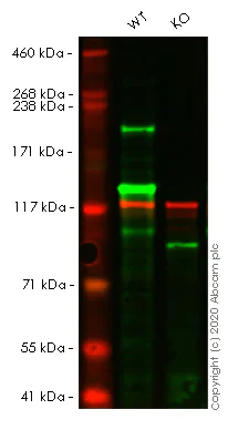 Western blot - Anti-Brd4 antibody [EPR5150(2)] - BSA and Azide free (AB182446)