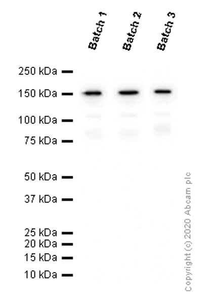 Western blot - Anti-Brd4 antibody [EPR5150(2)] - BSA and Azide free (AB182446)