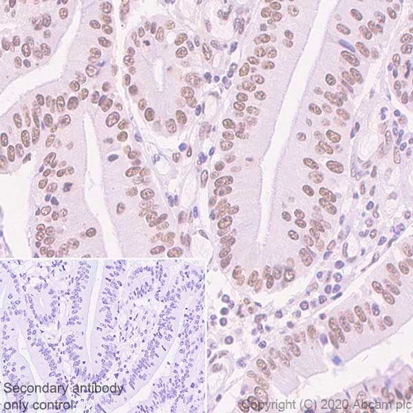 Immunohistochemistry (Formalin/PFA-fixed paraffin-embedded sections) - Anti-BRD7 antibody [2D3] - BSA and Azide free (AB255776), expandable thumbnail