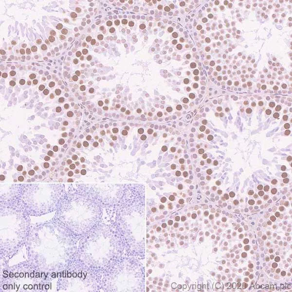 Immunohistochemistry (Formalin/PFA-fixed paraffin-embedded sections) - Anti-BRD7 antibody [2D3] - BSA and Azide free (AB255776)