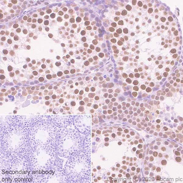 Immunohistochemistry (Formalin/PFA-fixed paraffin-embedded sections) - Anti-BRD7 antibody [2D3] - BSA and Azide free (AB255776)