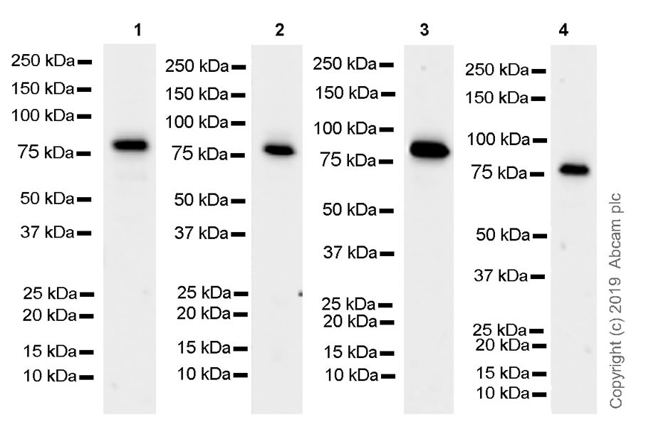 Western blot - Anti-BRD7 antibody [2D3] - BSA and Azide free (AB255776), expandable thumbnail