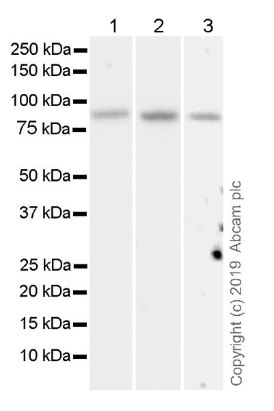 Western blot - Anti-BRD7 antibody [2D3] - BSA and Azide free (AB255776), expandable thumbnail
