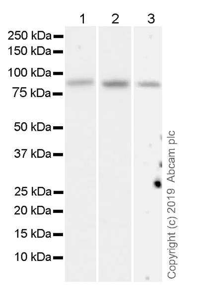Western blot - Anti-BRD7 antibody [2D3] - BSA and Azide free (AB255776)