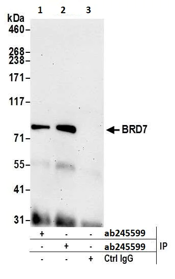 Immunoprecipitation - Anti-BRD7 antibody (AB245599)