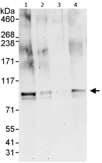 Western blot - Anti-BRD7 antibody (AB245599)