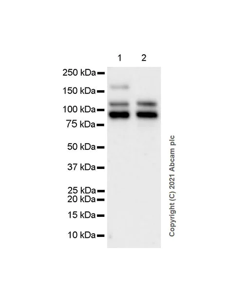 Western blot - Anti-BRD7 antibody [EPR24342-71] (AB270982)