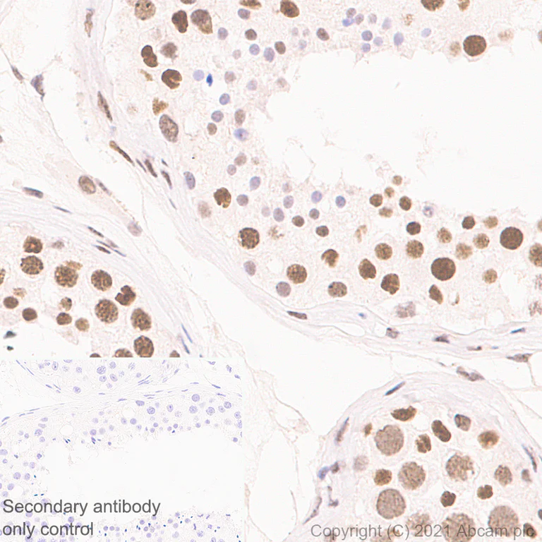 Immunohistochemistry (Formalin/PFA-fixed paraffin-embedded sections) - Anti-BRD7 antibody [EPR24342-71] - BSA and Azide free (AB282014)