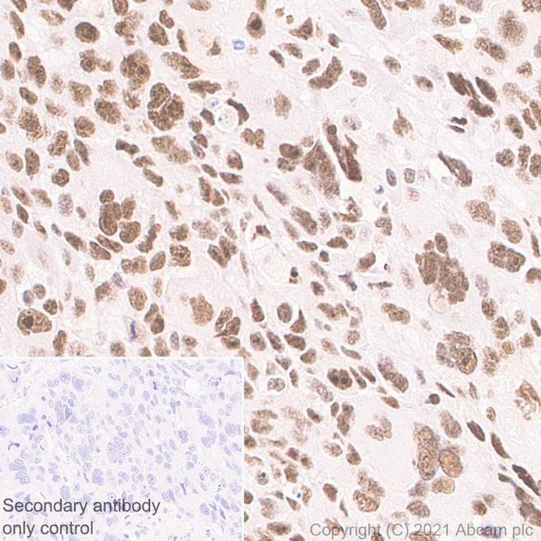 Immunohistochemistry (Formalin/PFA-fixed paraffin-embedded sections) - Anti-BRD7 antibody [EPR24342-71] - BSA and Azide free (AB282014)