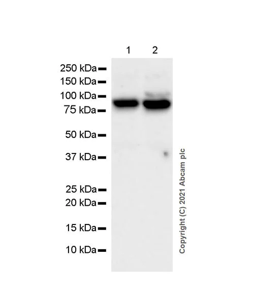 Western blot - Anti-BRD7 antibody [EPR24342-71] - BSA and Azide free (AB282014)