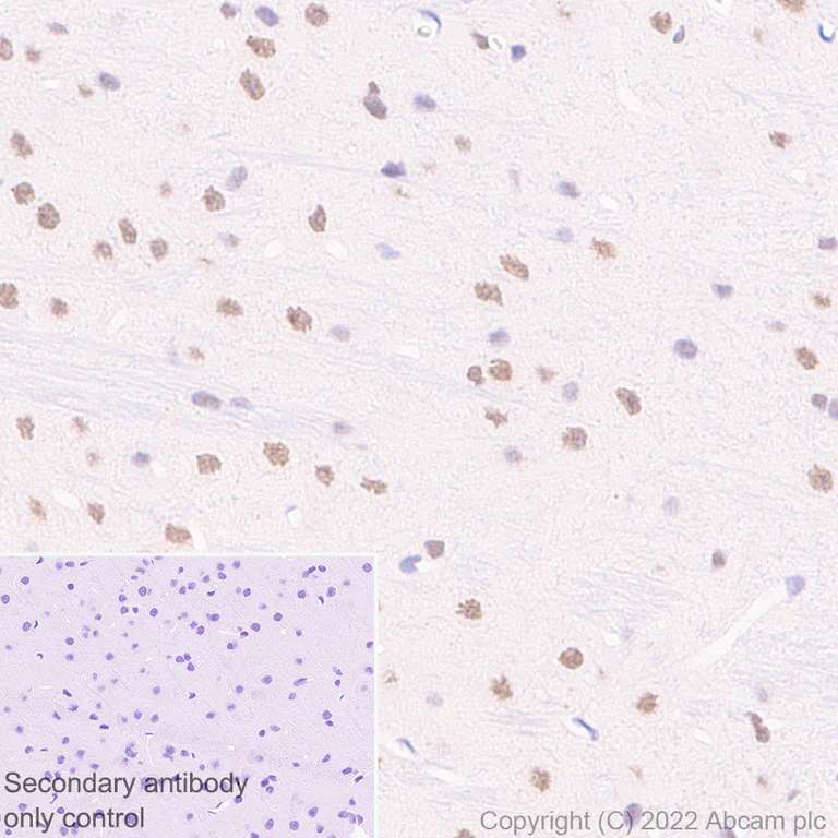 Immunohistochemistry (Formalin/PFA-fixed paraffin-embedded sections) - Anti-BRD7 antibody [EPR26709-4] - BSA and Azide free (AB307141)