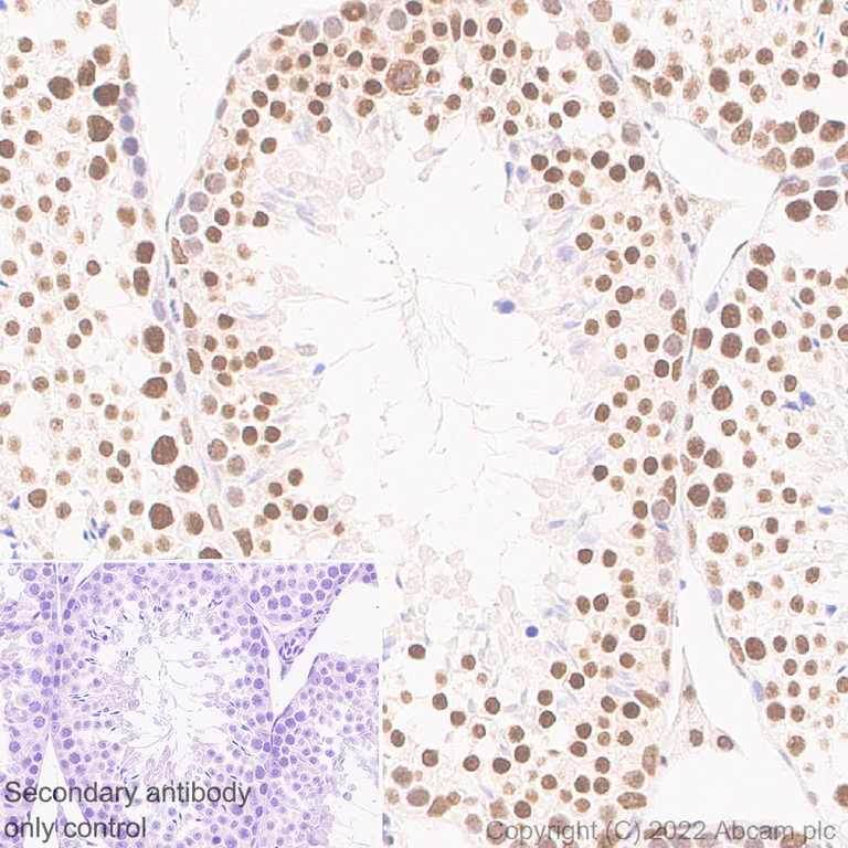 Immunohistochemistry (Formalin/PFA-fixed paraffin-embedded sections) - Anti-BRD7 antibody [EPR26709-4] - BSA and Azide free (AB307141)