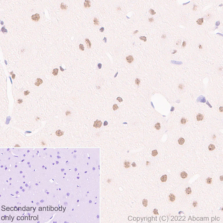 Immunohistochemistry (Formalin/PFA-fixed paraffin-embedded sections) - Anti-BRD7 antibody [EPR26709-4] - BSA and Azide free (AB307141)