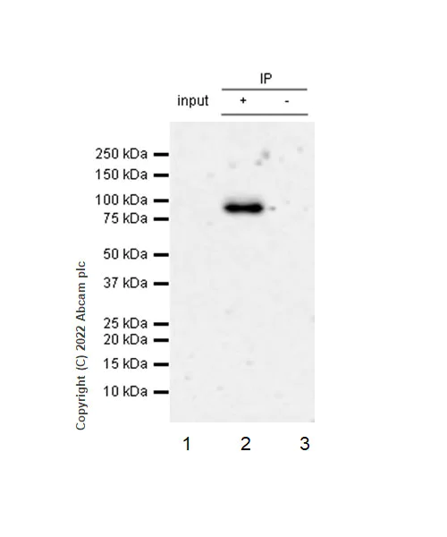 Immunoprecipitation - Anti-BRD7 antibody [EPR26709-4] - BSA and Azide free (AB307141)