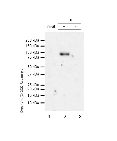 Immunoprecipitation - Anti-BRD7 antibody [EPR26709-4] - BSA and Azide free (AB307141)