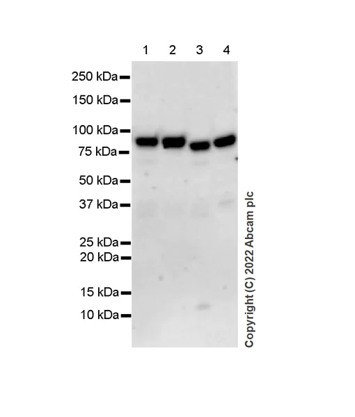 Western blot - Anti-BRD7 antibody [EPR26709-4] - BSA and Azide free (AB307141)