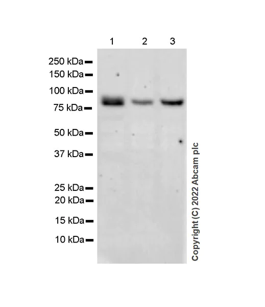 Western blot - Anti-BRD7 antibody [EPR26709-4] - BSA and Azide free (AB307141)