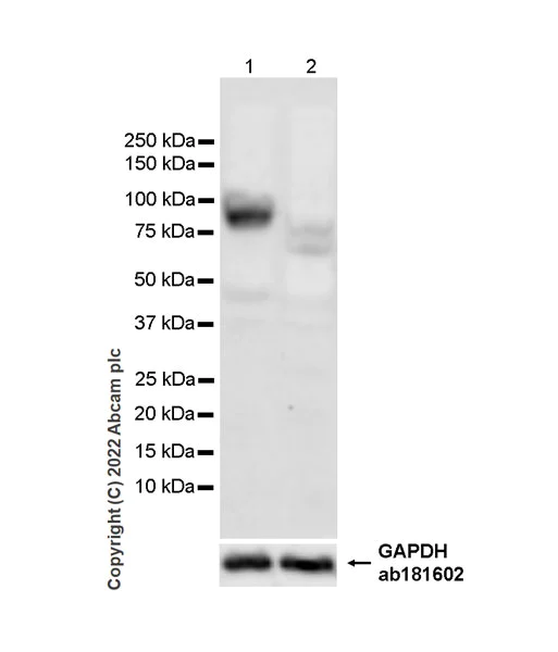 Western blot - Anti-BRD7 antibody [EPR26709-4] - BSA and Azide free (AB307141)