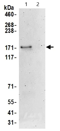 Immunoprecipitation - Anti-BRD8/p120 antibody (AB17969)
