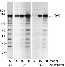 Western blot - Anti-BRD8/p120 antibody (AB17969), expandable thumbnail
