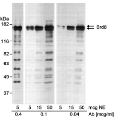 Western blot - Anti-BRD8/p120 antibody (AB17969)