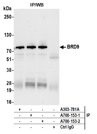 Immunoprecipitation - Anti-BRD9 antibody [BLR153J] - BSA free (ab314091), expandable thumbnail