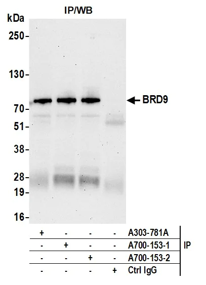 Immunoprecipitation - Anti-BRD9 antibody [BLR153J] - BSA free (AB314091)