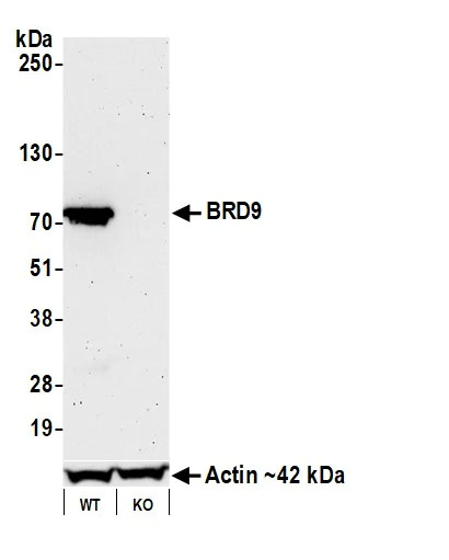 Western blot - Anti-BRD9 antibody [BLR153J] - BSA free (AB314091)