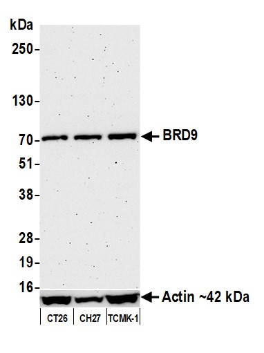 Western blot - Anti-BRD9 antibody [BLR153J] - BSA free (AB314091), expandable thumbnail