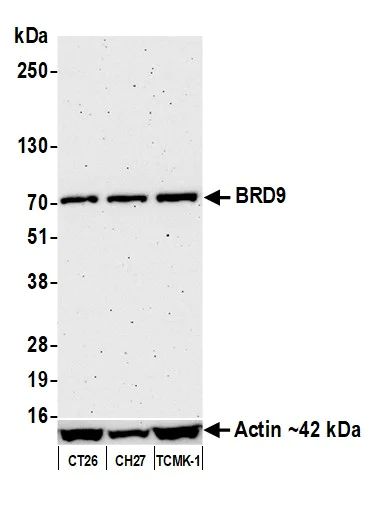 Western blot - Anti-BRD9 antibody [BLR153J] - BSA free (AB314091)