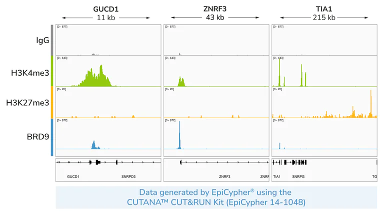 ChIC/CUT&RUN sequencing - Anti-BRD9 antibody [EPR23888-5] - BSA and Azide free (AB277488)