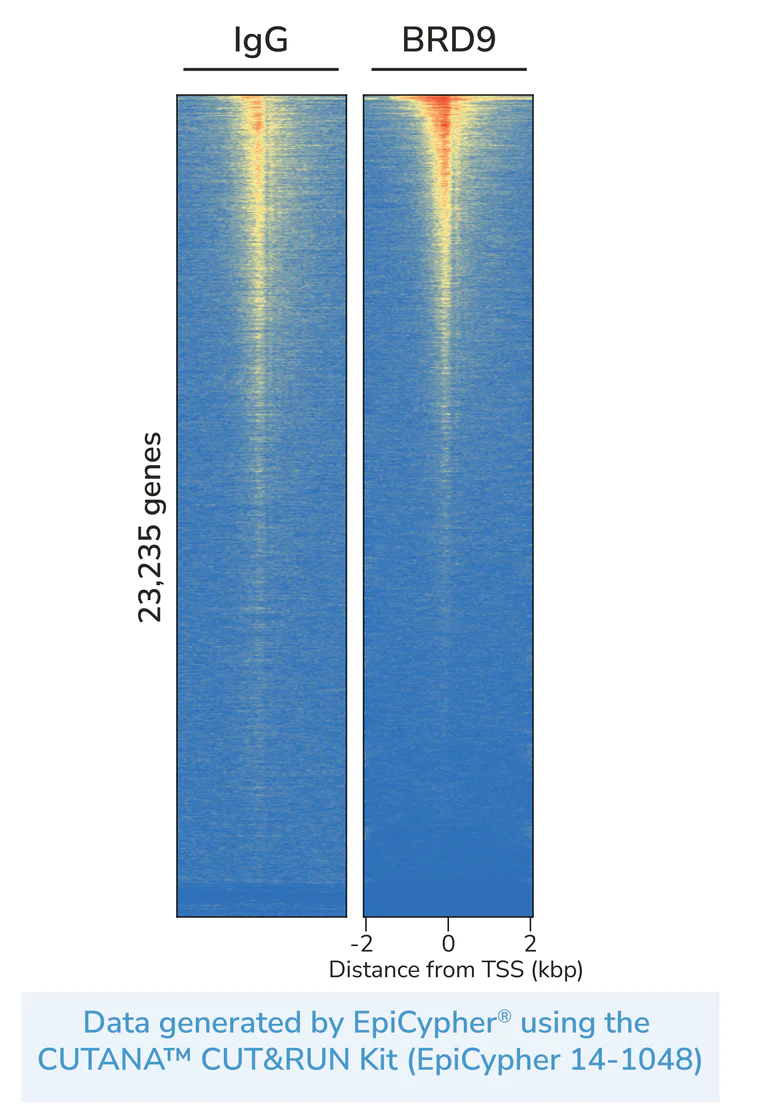 ChIC/CUT&RUN sequencing - Anti-BRD9 antibody [EPR23888-5] - BSA and Azide free (AB277488)