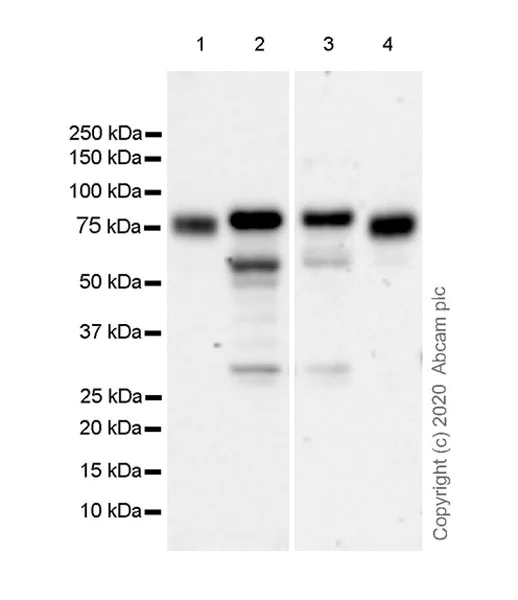 Western blot - Anti-BRD9 antibody [EPR23888-5] - BSA and Azide free (AB277488)