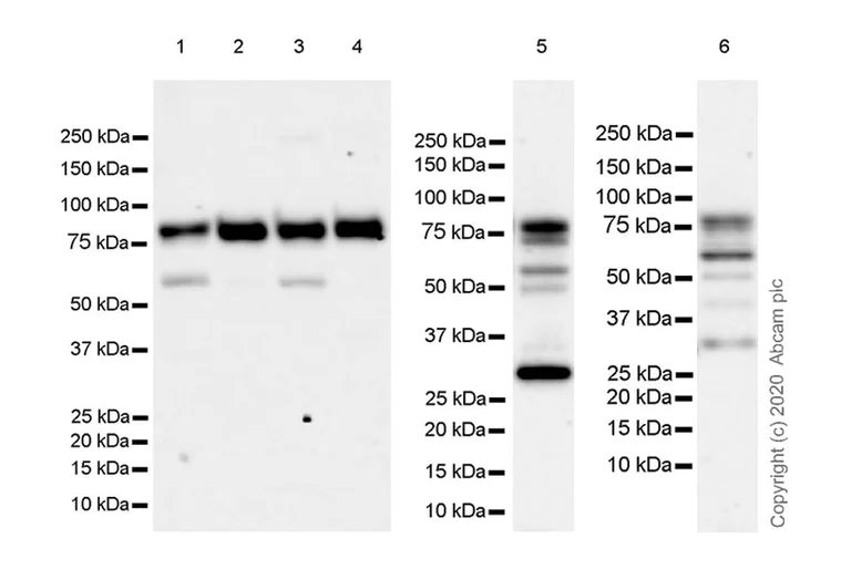 Western blot - Anti-BRD9 antibody [EPR23888-5] - BSA and Azide free (AB277488)