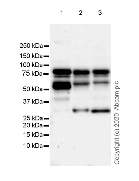 Western blot - Anti-BRD9 antibody [EPR23888-5] - BSA and Azide free (AB277488)